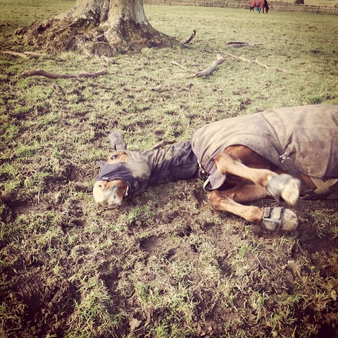 muddy horse rolling