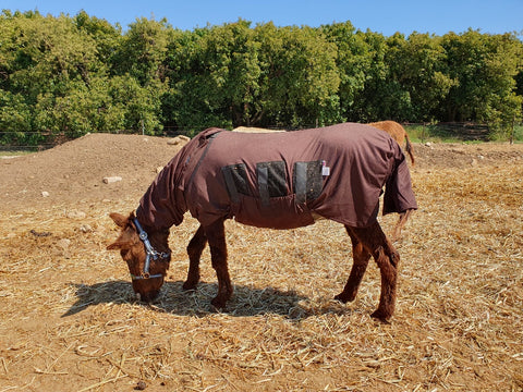 burnie the donkey in bug body fly rug