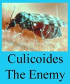 culicoides the enemy