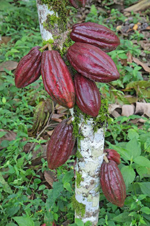 arriba nacional raw cacao pods