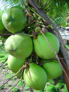 green coconuts