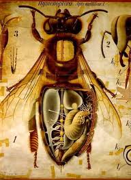 honey bee anatomy