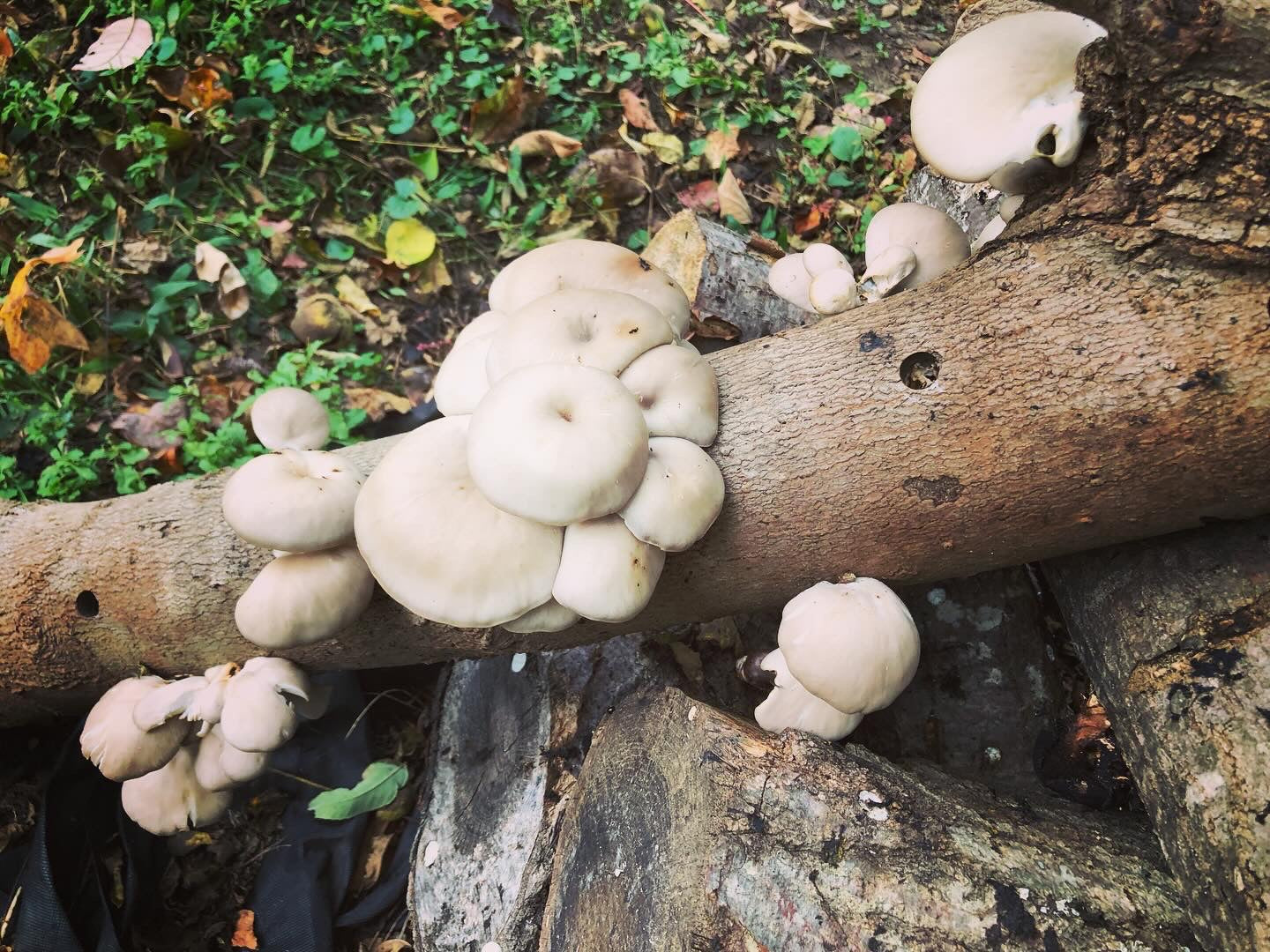 Fresh Oyster Mushroom Logs - will fruit later this year and next