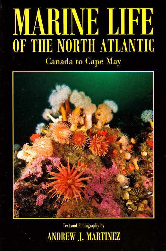Marine Life Of The North Atlantic Canada To Cape May