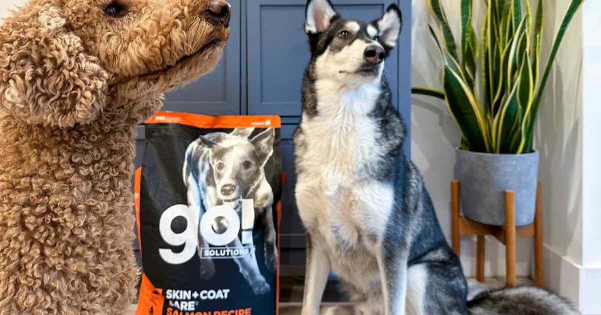 husky standing infront of Go! dog food