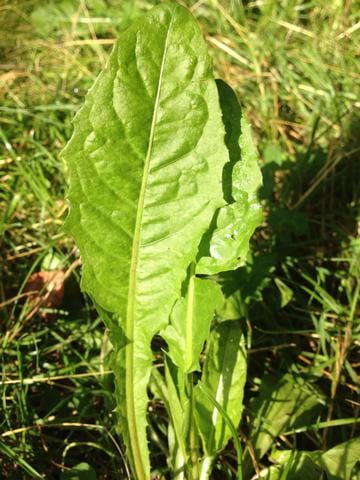 HERB- QUEEN 🌿what is it and what are its benefits?