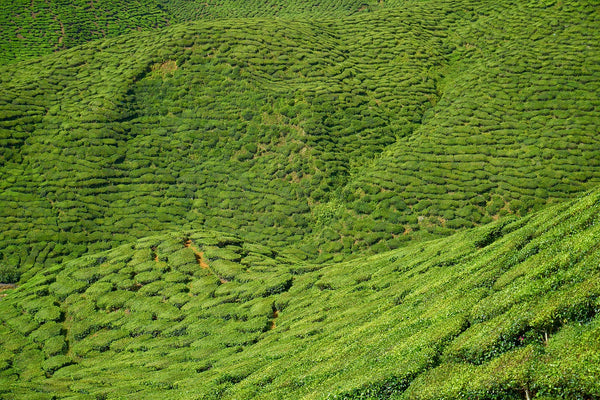 The history of tea traces to China