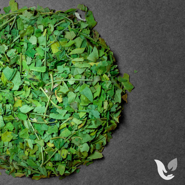 Moringa tea leaves