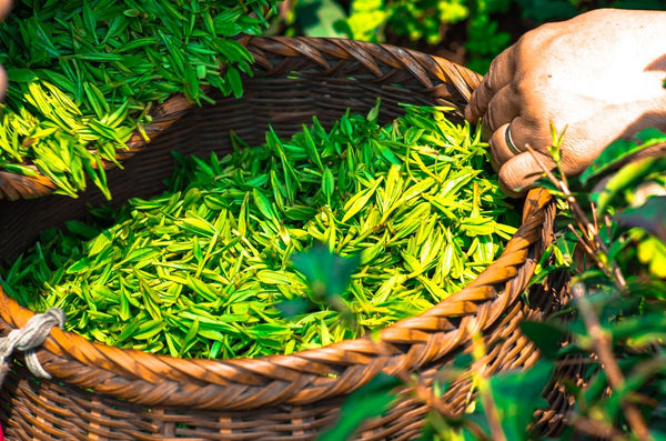 Camellia sinensis plant leaves