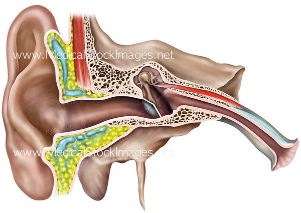 Interesting Facts & Illustrations About the Human Ears – Medical Stock