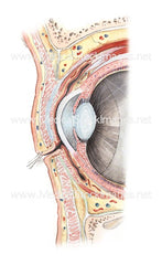 The Different Mediums used to Create Medical Illustration: Eye orbital cavity sagittal section in watercolour