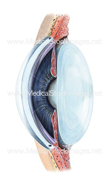 Watercolour Medical Image: Eye Transverse Section