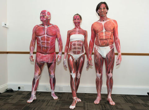 body painting anatomy models