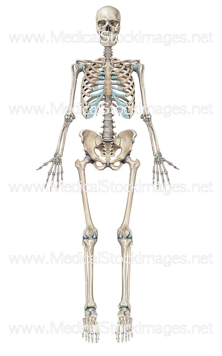 Full Human Skeleton Anterior View (Male). Medical Stock Images Company