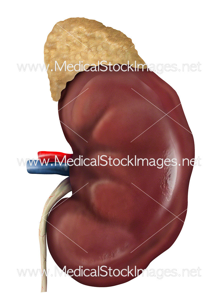 adrenal gland on top of kidney