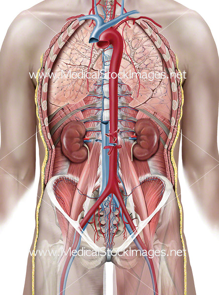 Heart, Lungs and Kidneys within the Ventral Cavity – Medical Stock