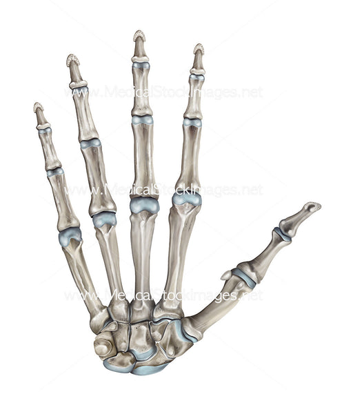 Skeleton Hand-Bones of the Hand Palmer View – Medical Stock Images Company