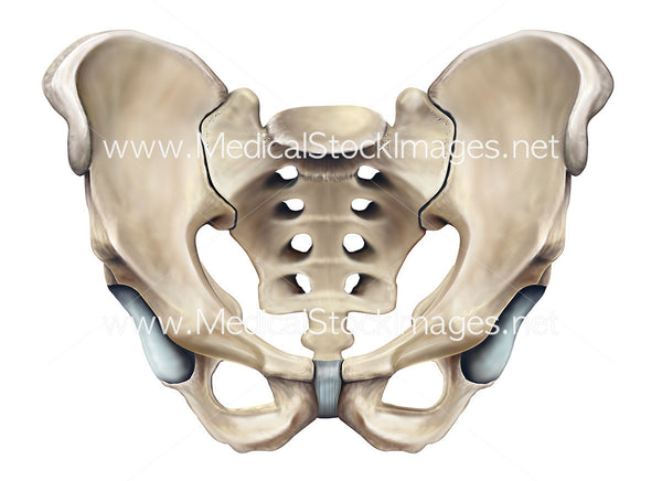 Bony anatomy of the male pelvis in anterior view – Medical Stock Images