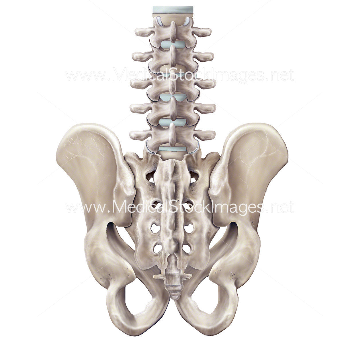 Pelvis Anatomy Posterior View