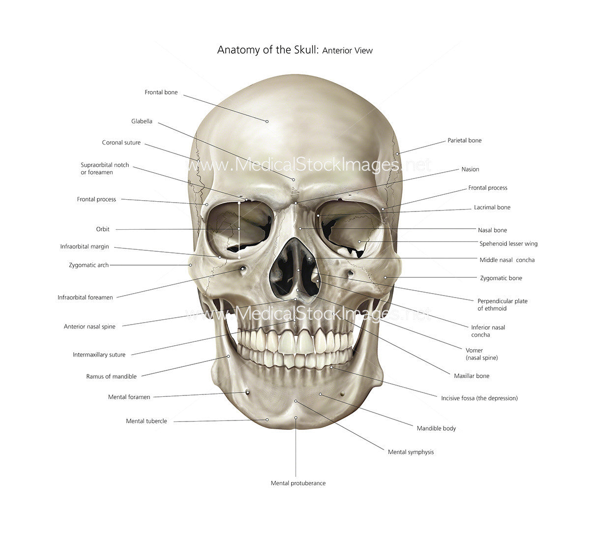 Anatomy of Skull Illustration Anterior View Labelled Medical Stock