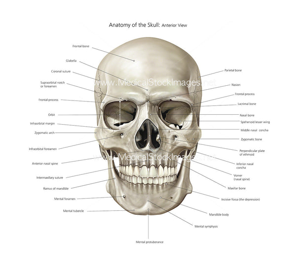 Anatomy of Skull Illustration | Anterior View Labelled – Medical Stock