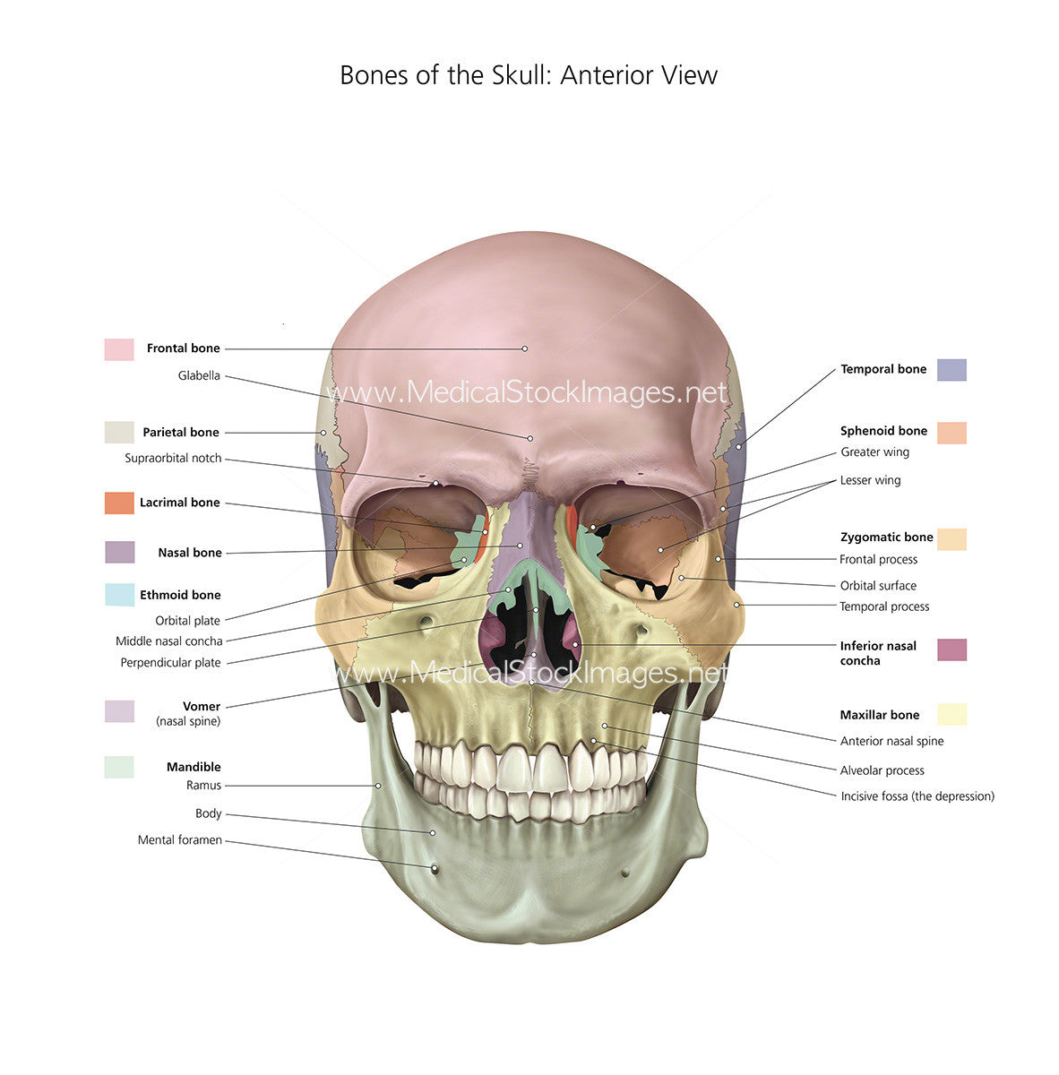 bones of skull