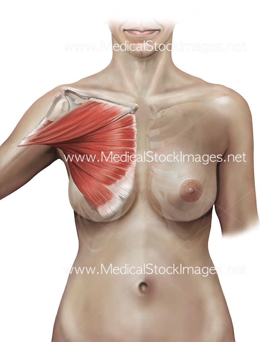 The Pectoralis Major Muscle Medical Stock Images Company