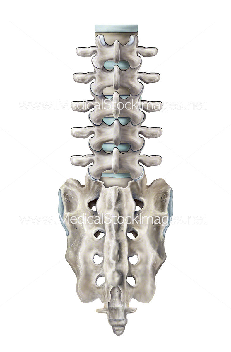 Sacrum And The Lumbar Spine Posterior View Medical Stock Images Company