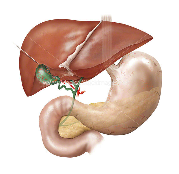 Anatomy of the Liver, Gallbladder, Stomach, Pancreas – Medical Stock