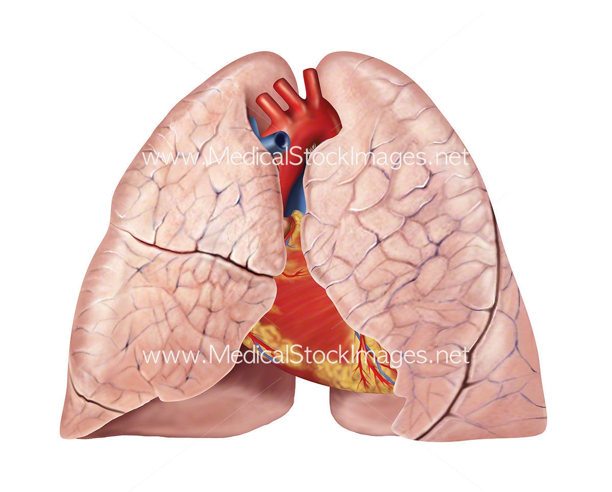 heart and lungs diagram