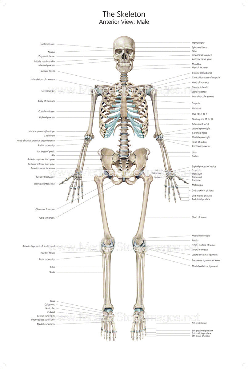 Full Size Skeleton Anterior View with Labelling - Medical Stock Images Company