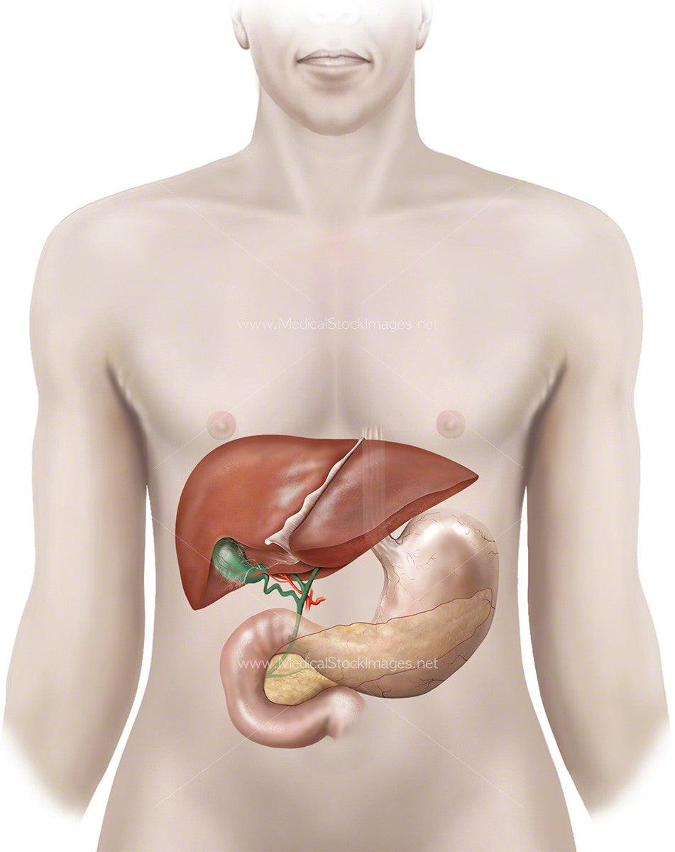 anatomy of liver and gallbladder