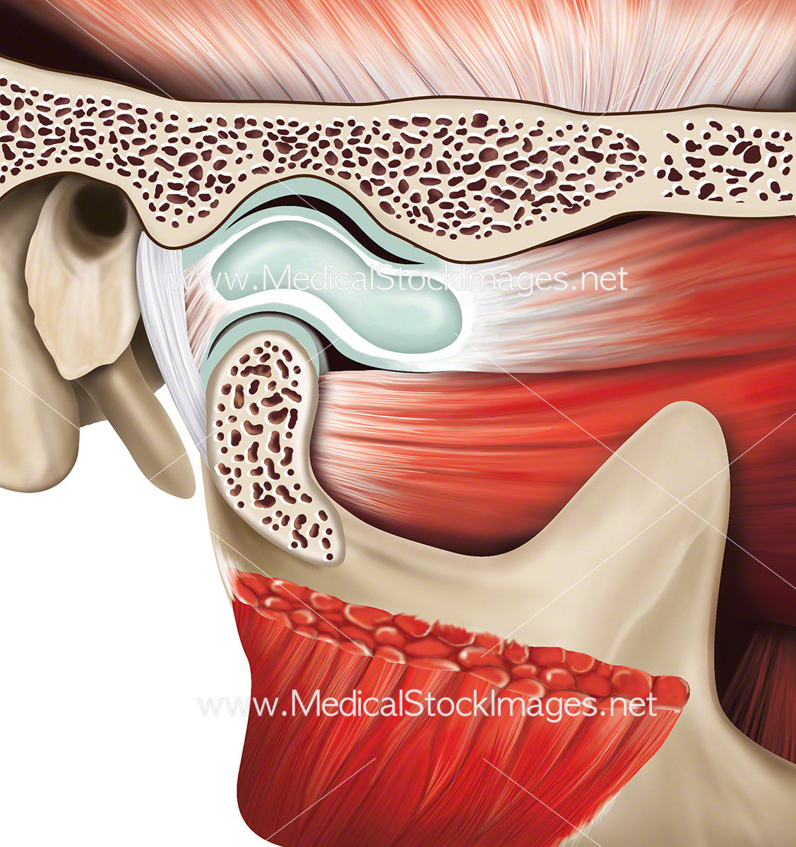 Temporomandibular Joint Diagram