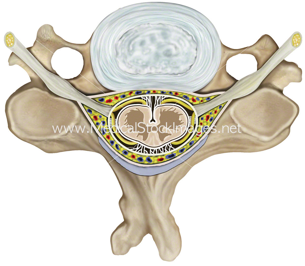 Healthy Anatomy Cervical Vertebra – Medical Stock Images Company