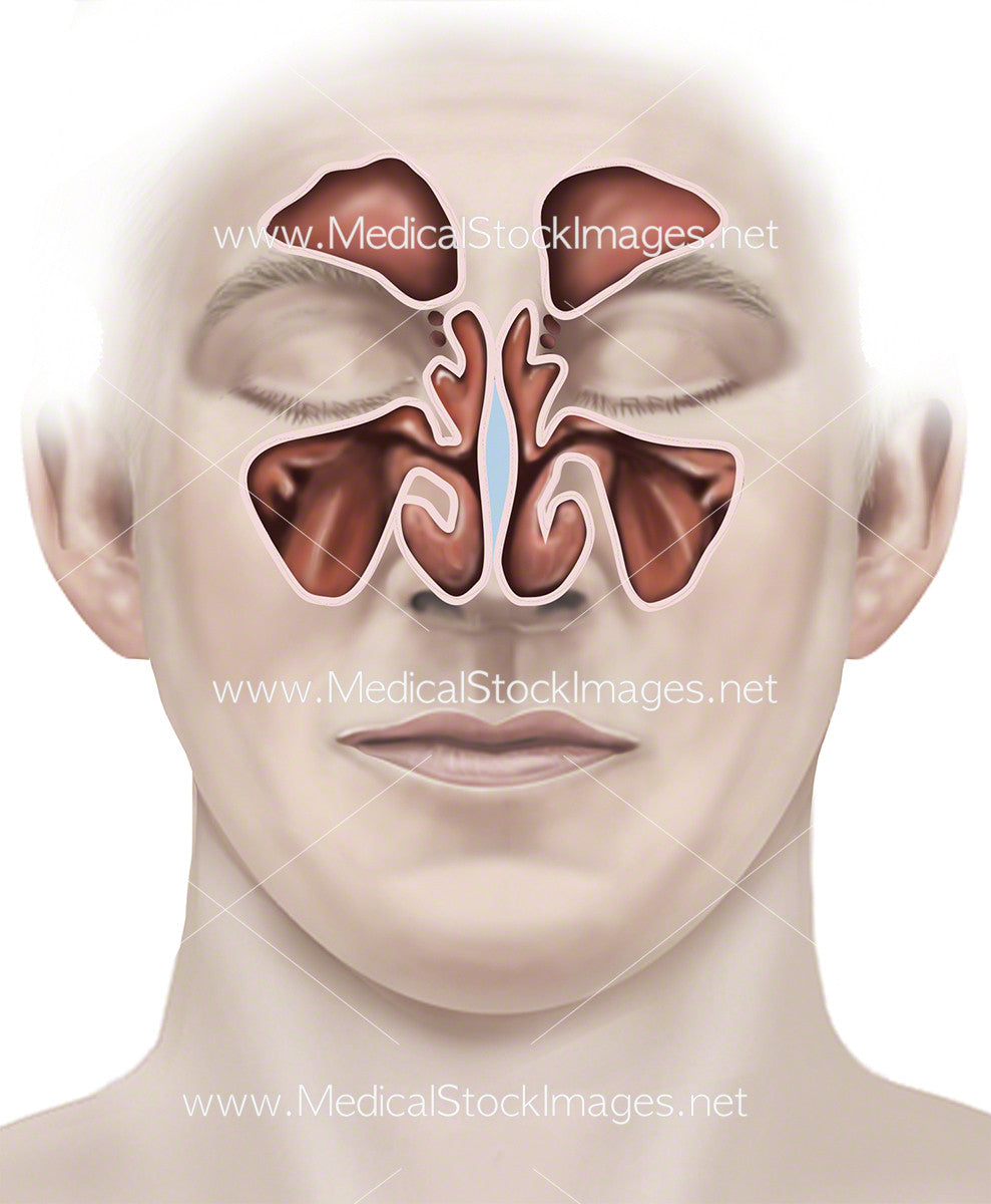 Normal Sinus Anatomy Medical Stock Images Company 7573