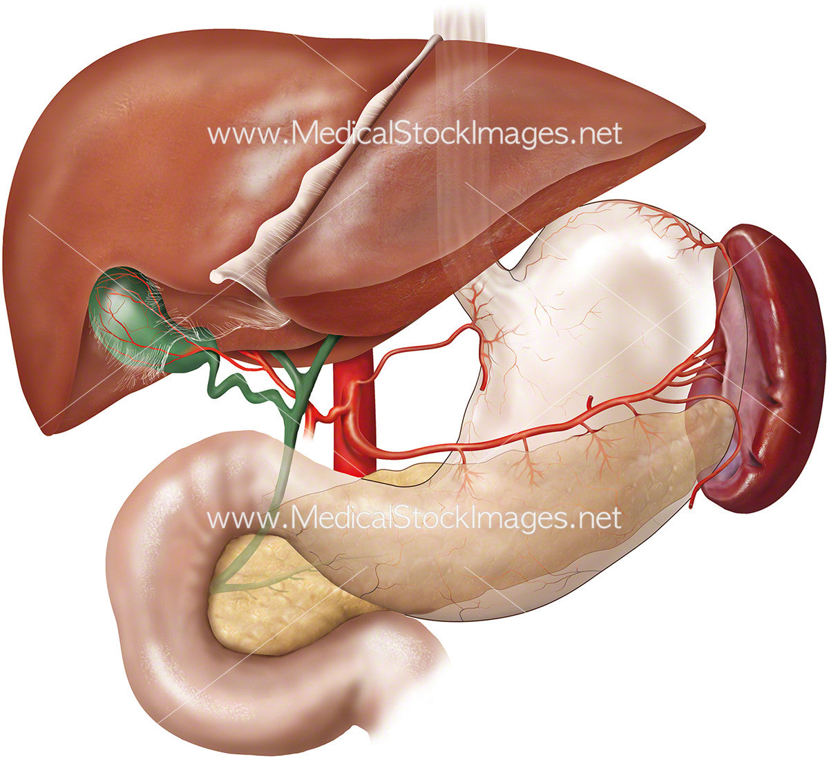 Spleen, Liver, Stomach Anatomy - Medical Stock Images Company