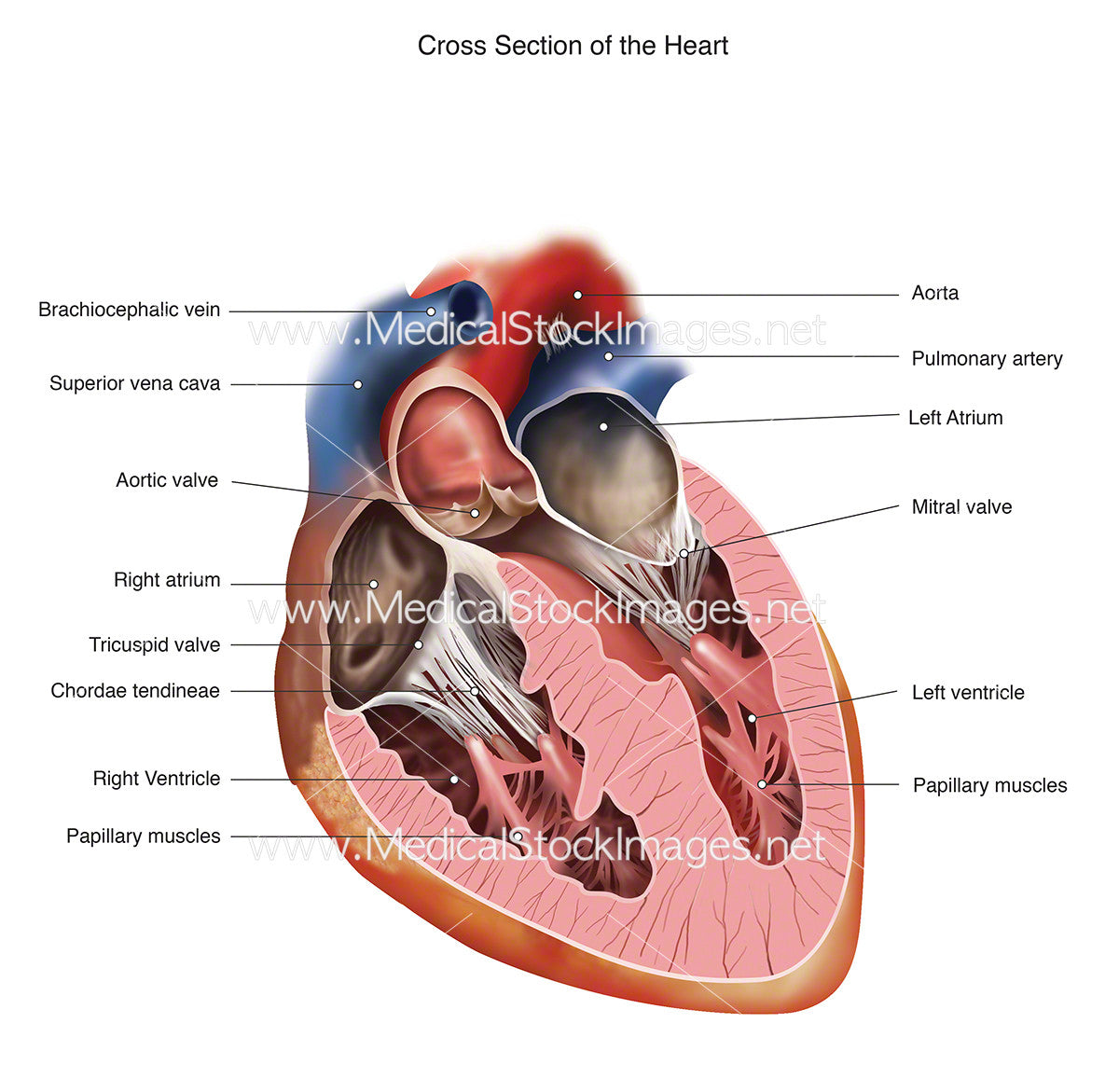 Image Of Heart Labeled