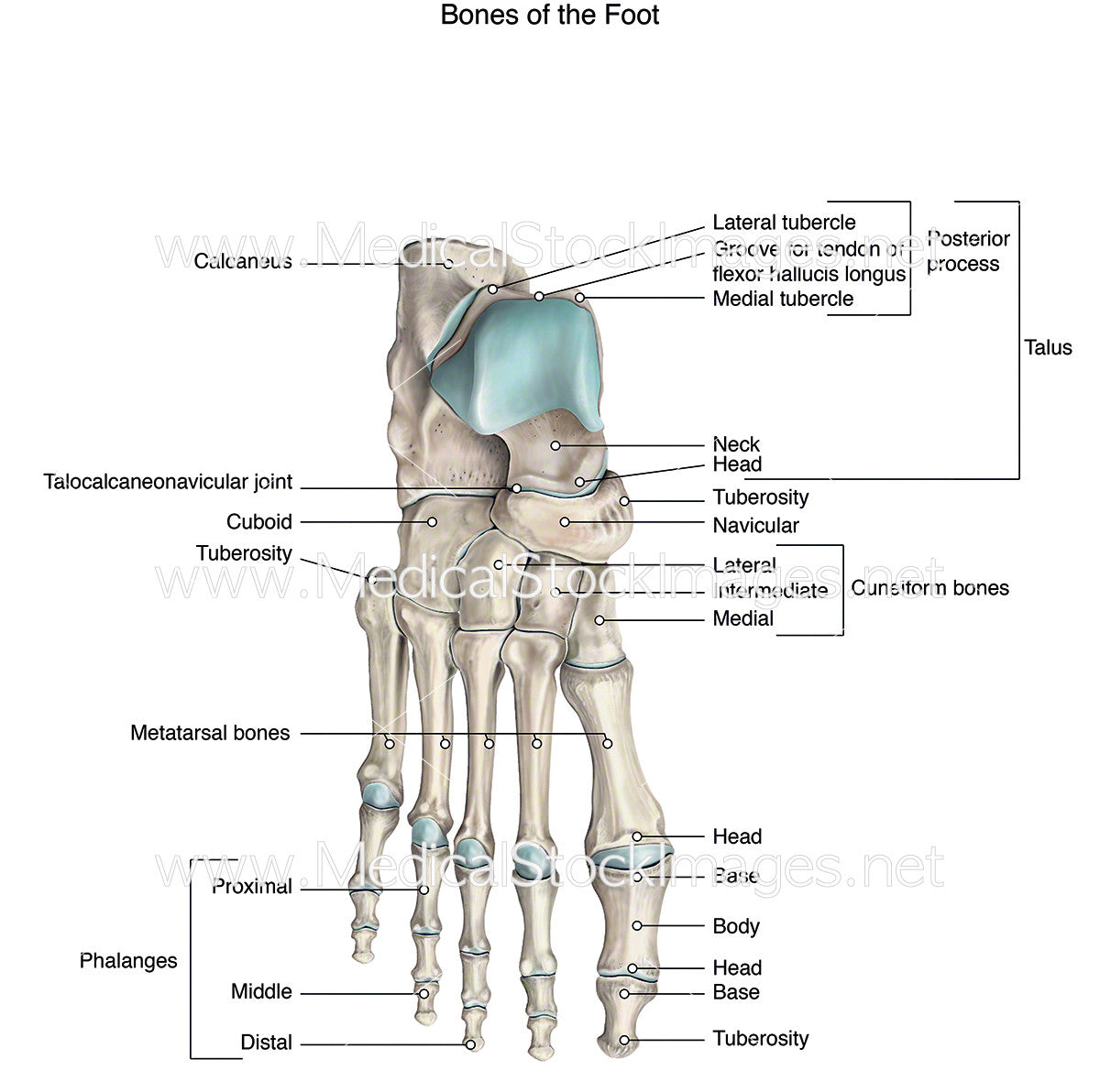 Bones of the Foot – Medical Stock Images Company