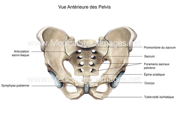 Vue Antérieure des Pelvis – Medical Stock Images Company