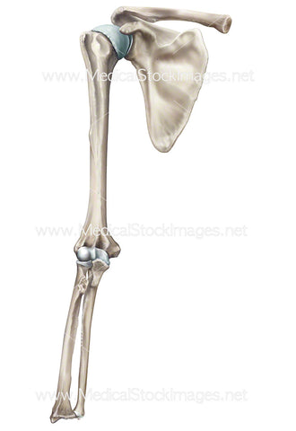 Skeleton Shoulder Anatomy – Medical Stock Images Company