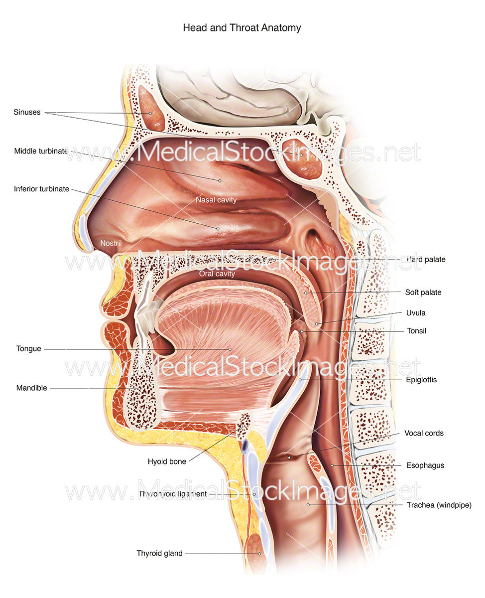 Anatomy Of Nose And Throat 98