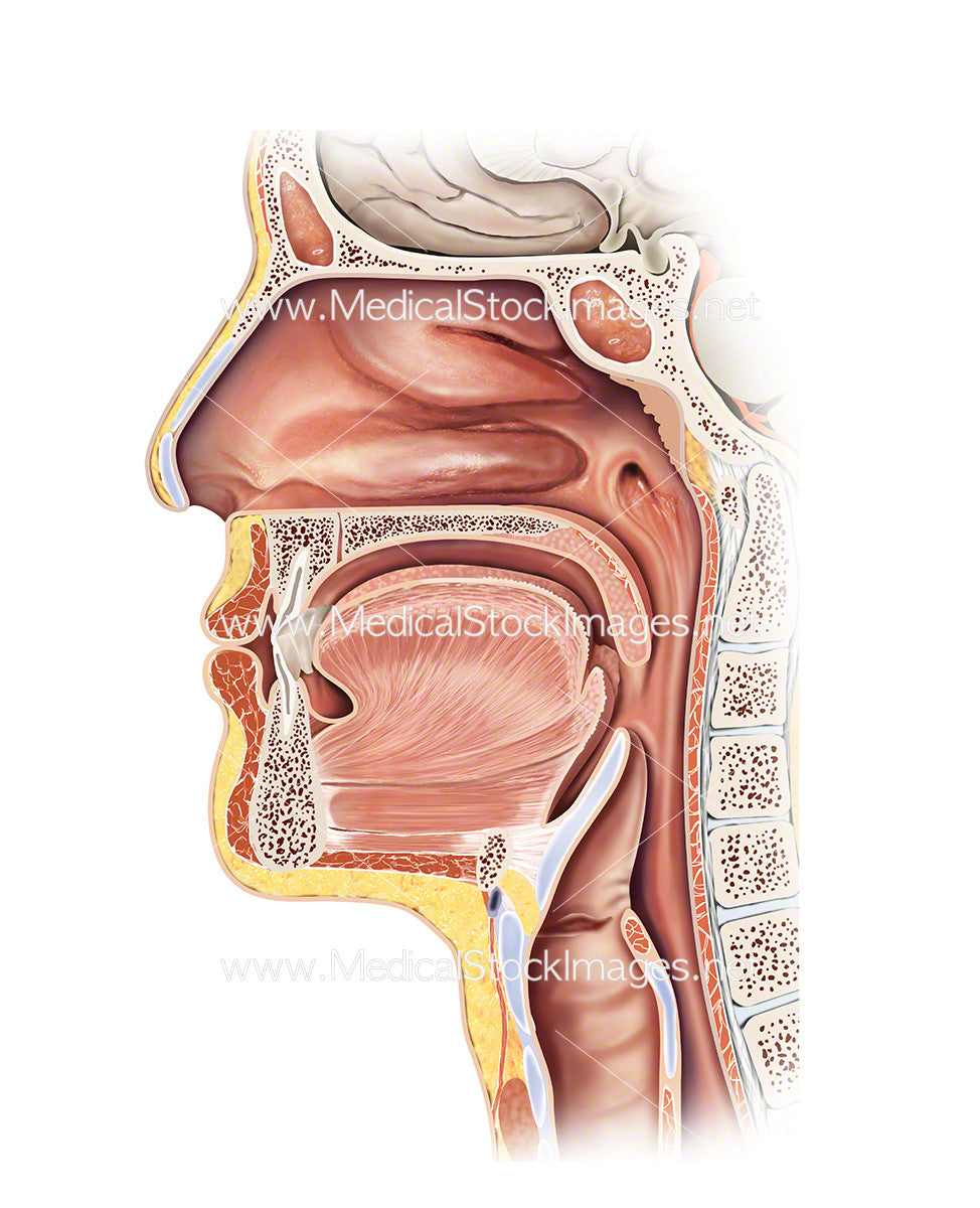 neck throat anatomy diagram