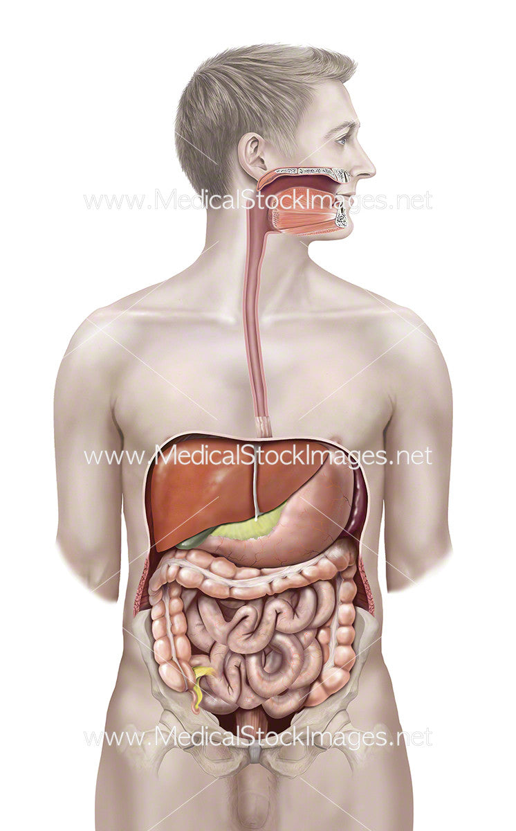 Male Figure With Abdominal Anatomy Medical Stock Images Company
