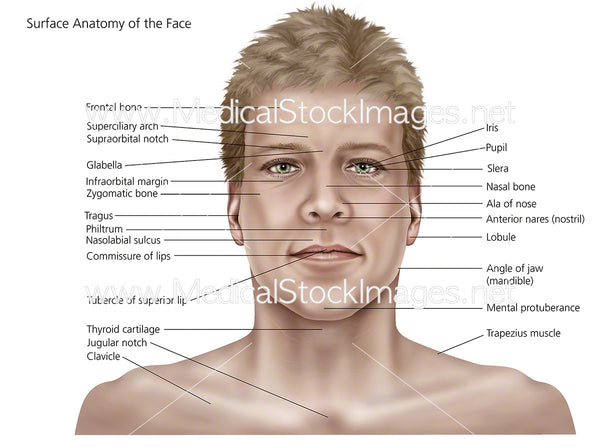 Surface Anatomy of the Face and Skin – Medical Stock Images Company