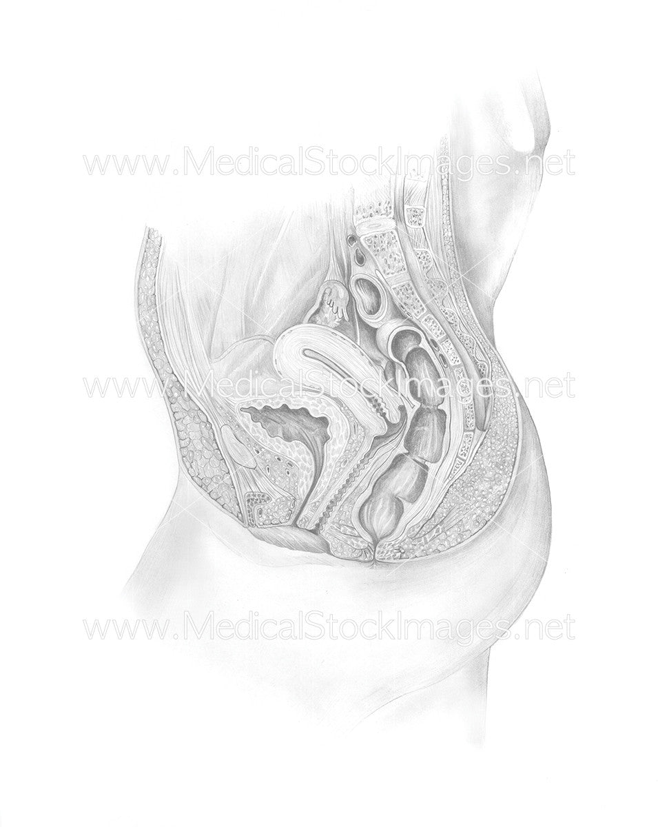 Pencil Drawing Of Female Reproductive Anatomy Medical Stock Images Company