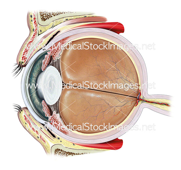 Anatomy of the Eye and Eyelid in Cross-section – Medical Stock Images