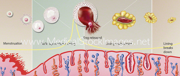 Menstrual Cycle Diagram (Labelled) – Medical Stock Images Company