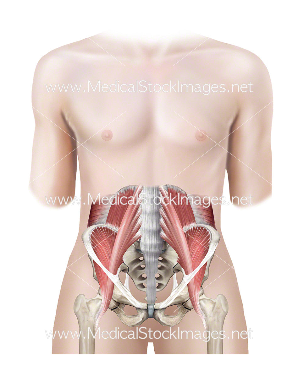 Androgynous Figure With Muscles Of The Pelvis Shown Medical Stock Images Company