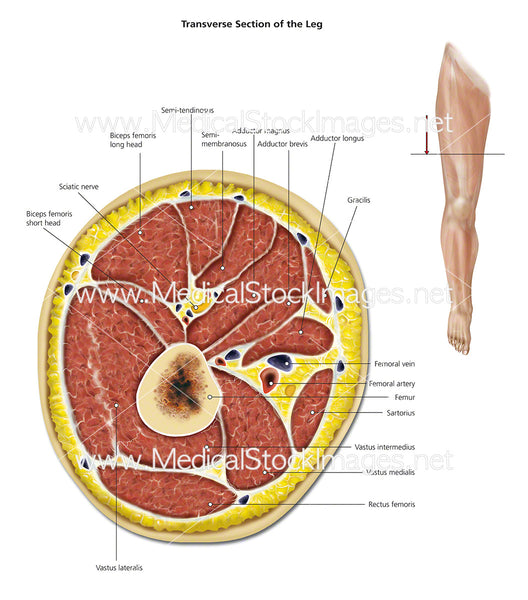 Transverse Section of the Leg - Labelled – Medical Stock Images Company