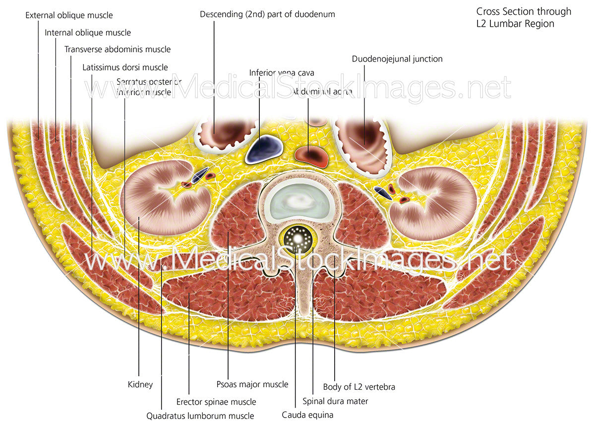 Transverse section of L2 Lumbar Region - Labelled – Medical Stock